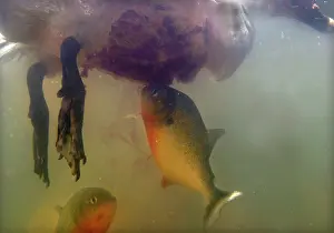 Nattereri: Red-bellied PIRANHA