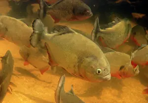 Nattereri: Red-bellied PIRANHA
