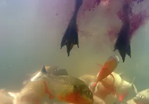 Attracted: Red-bellied Piranha - attracted to blood of bird