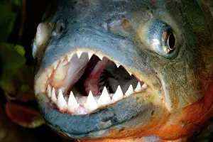 Nattereri: Red-bellied PIRANHA - close-up of head and teeth