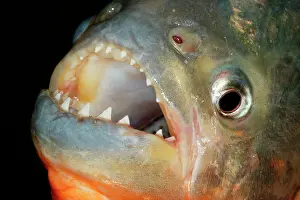 Nattereri: Red-bellied PIRANHA - close-up of teeth