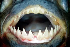 Nattereri: Red-bellied Piranha - close-up of teeth