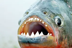 Dangerous: Red-bellied PIRANHA - close-up of teeth