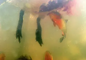 Nattereri: Red-bellied Piranha - feeding on bird, underwater
