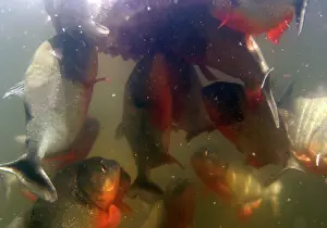 Nattereri: Red-bellied Piranha - feeding frenzy underwater