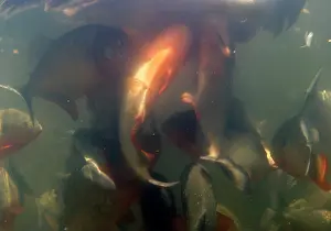 Nattereri: Red-bellied PIRANHA - feeding frenzy underwater
