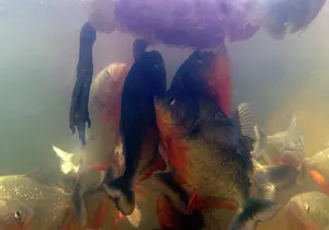 Nattereri: Red-bellied PIRANHA - feeding frenzy underwater