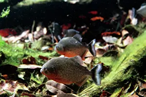 Piranha: Red-bellied Piranha - flooded forest