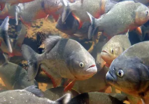 Nattereri: Red-bellied Piranha - group underwater