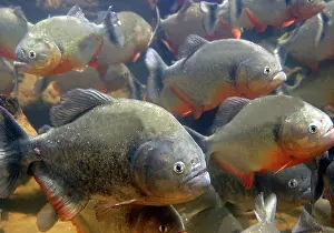 Nattereri: Red-bellied Piranha - group underwater
