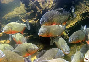 Nattereri: Red-bellied Piranha - group underwater