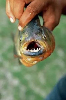 Nattereri: Red-Bellied Piranha - Being held out of the water