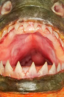 Piranha: Red-bellied Piranha or Red Piranha Amazon river