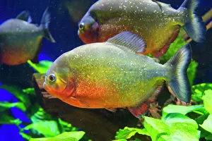 Piranha: Red-bellied Piranha or Red Piranha (Pygocentrus