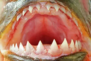 Nattereri: Red-bellied Piranha or Red Piranha showing teeth