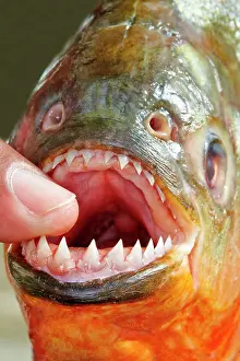 Nattereri: Red-bellied Piranha or Red Piranha showing teeth