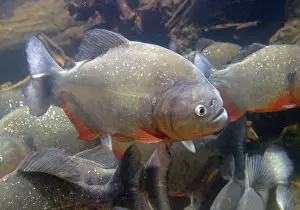 Nattereri: Red-bellied Piranha - underwater