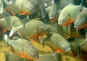School: Red-bellied Piranha - underwater