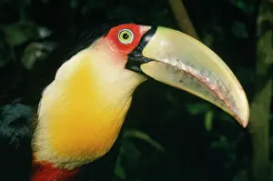 Dicolorus: Red-bellied / Red-Breasted Toucan