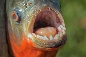 Nattereri: Red-bellied / Red Piranha. Rio Negro, Amazon