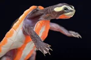 Emydura: Red-bellied Shortneck Turtle (Emydura subglobosa)