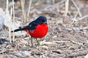 Crimson: Red-bellied Shrike (Laniarius atrococcineus), Etosha
