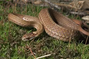 Sqamata: Red-bellied Snake