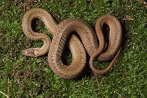 Sqamata: Red-bellied Snake