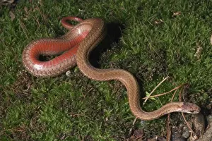 Sqamata: Red-bellied Snake