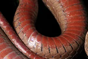 Sqamata: Red-bellied Snake