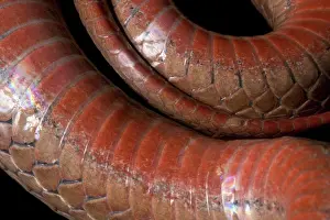 Sqamata: Red-bellied Snake
