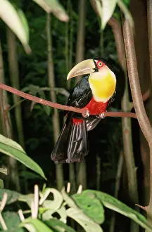Pat Morris: Red-bellied Toucan