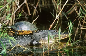 Sunning: Red-bellied turtle and alligator