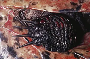 Rubriventris: Red-bellied Turtle Foot