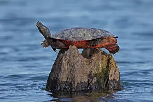 John Cancalosi: Red-bellied turtle, (Northern Red-bellied Cooter)