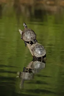 Rubriventris: red bellied turtle (Pseudemys rubriventris) Maryland