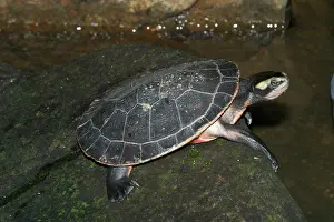 Emydura: Red-bellied Turtle / Short-necked Turtle - Found