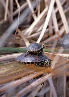 Redbelly: Red-Bellied Turtles