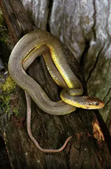 Watersnake: Red-bellied Watersnake