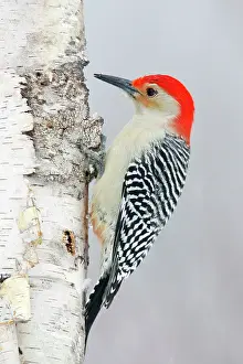 Carolinus: Red-bellied Woodpecker