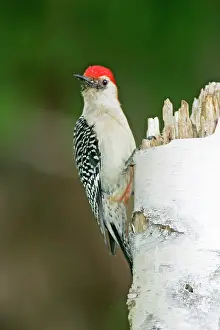Carolinus: Red-bellied Woodpecker