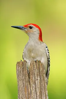 Carolinus: Red-bellied Woodpecker
