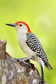 Carolinus: Red-bellied Woodpecker