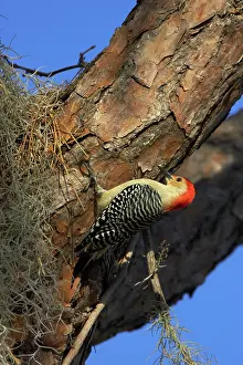 Carolinus: Red Bellied Woodpecker