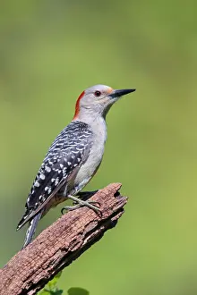Carolinus: Red-bellied Woodpecker