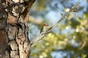 Carolinus: Red-bellied Woodpecker