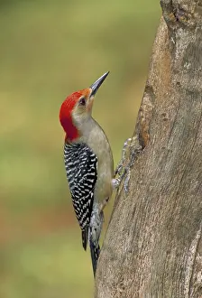Melanerpes: Red bellied woodpecker