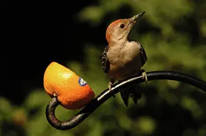 Melanerpes: Red-bellied Woodpecker