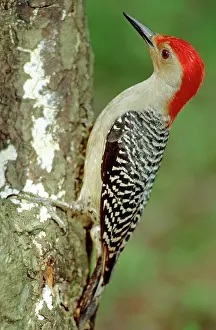Melanerpes: Red Bellied Woodpecker