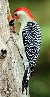 Melanerpes: Red Bellied Woodpecker